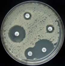 Een gevoeligheidsbepaling geeft aan voor welke antibiotica een bacterie gevoelig is